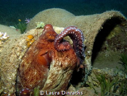 Reef octopus cleaning itself with its tentacle like a cat by Laura Dinraths 